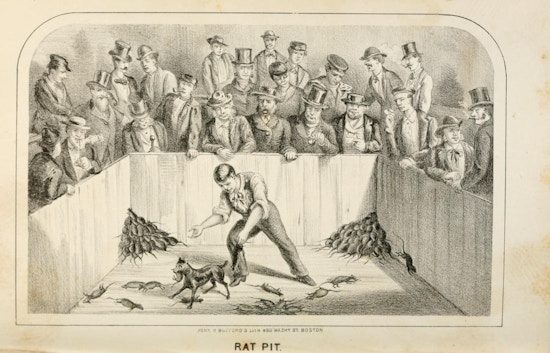Engraving of a man in a pit with dogs and dozens of rats, some dead. A crowd of men look on.