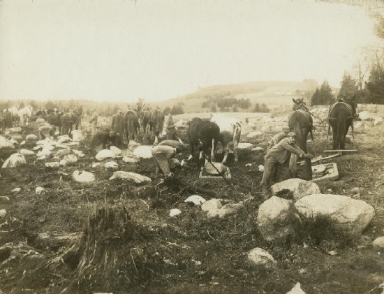 Young men work pulling large rocks from a field, an old tree stump in the foreground.