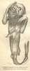 An engraving of a withered monkey torso attached to a fish tail.