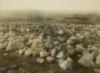 A single young man looks upon a field of recently cleared large rocks.