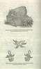 Illustrations of wedding gifts, including one from Mrs. Astor.