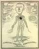 A look inside the body of the AMA.