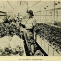 Man with one arm working in a greenhouse.