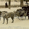 Photograph of Vaillancourt (who has one leg) standing in the snow, with cructhes, in front of a sleigh being drawn by two large muzzled dogs .