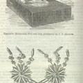 Illustrations of wedding gifts, including a mechanical bird given by P.T. Barnum.