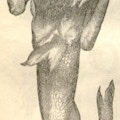 An engraving of a withered monkey torso attached to a fish tail.