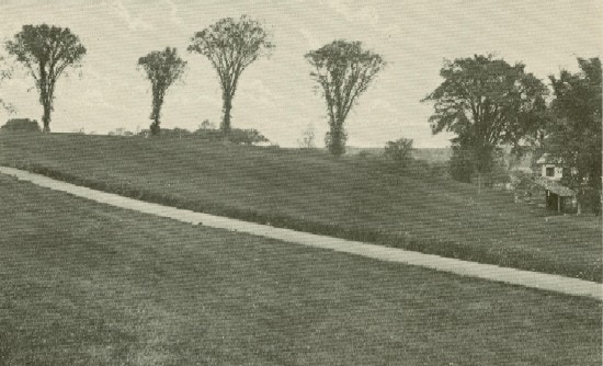 A hill with a row elm trees.
