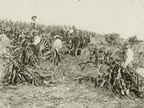 Men pull down cornstalks in a field, an wagon nearby.