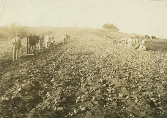 A row of young men harvest potatoes from a field.