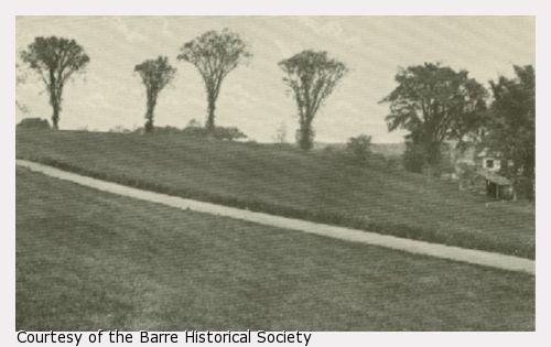 A hill with a row elm trees.