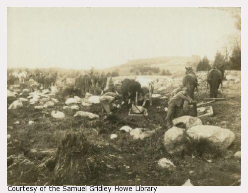 Young men work pulling large rocks from a field, an old tree stump in the foreground.